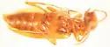 Cyclodinus paiute - photo 4
