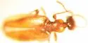 Cyclodinus paiute - photo 5