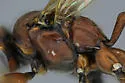 Cyclolabus gracilicornis - photo 2