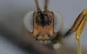 Cyclolabus gracilicornis - photo 3