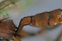 Cyclolabus gracilicornis - photo 4