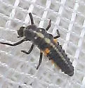 Cycloneda emarginata - photo 2