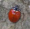 Cycloneda emarginata - photo 4
