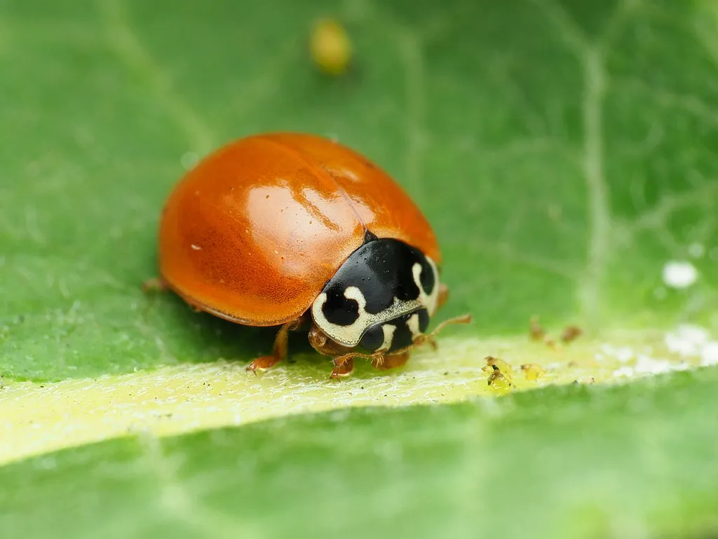 Polished Lady Beetle