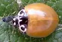 Western Polished Lady Beetle