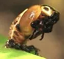 Western Polished Lady Beetle - photo 2