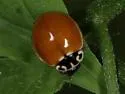 Western Polished Lady Beetle - photo 3