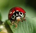 Western Polished Lady Beetle - photo 4
