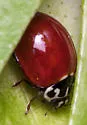 Western Polished Lady Beetle - photo 5