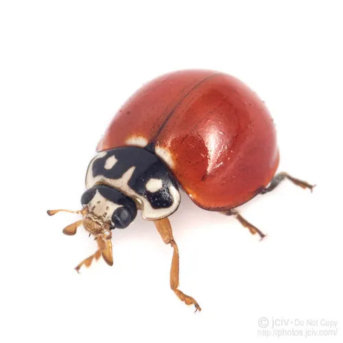 Spotless Lady Beetle