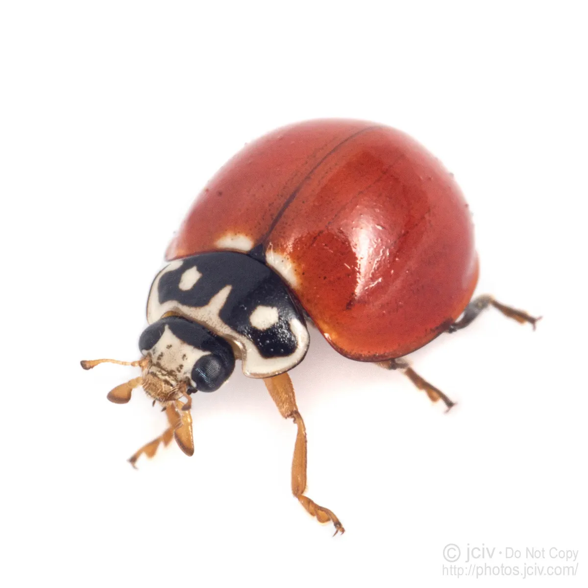 Spotless Lady Beetle - photo 2