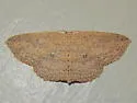 Cyclophora benjamini - Hodges#7138