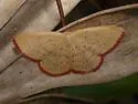 Cyclophora culicaria - Hodges#7134
