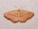 Cyclophora culicaria - Hodges#7134 - photo 3