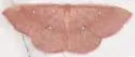 Cyclophora culicaria - Hodges#7134 - photo 4