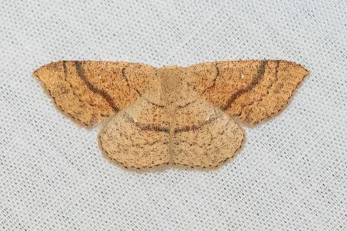 Cyclophora dataria - Hodges#7135