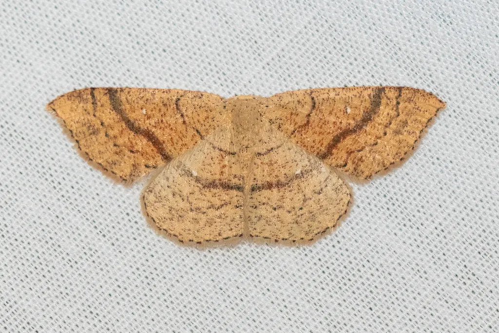 Cyclophora dataria - Hodges#7135 - photo 2