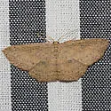 Waxmyrtle Wave Moth - Hodges#7137