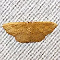 Waxmyrtle Wave Moth - Hodges#7137 - photo 2