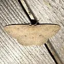 Waxmyrtle Wave Moth - Hodges#7137 - photo 3