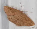 Waxmyrtle Wave Moth - Hodges#7137 - photo 5