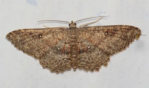 Dwarf Tawny Wave - Hodges#7140