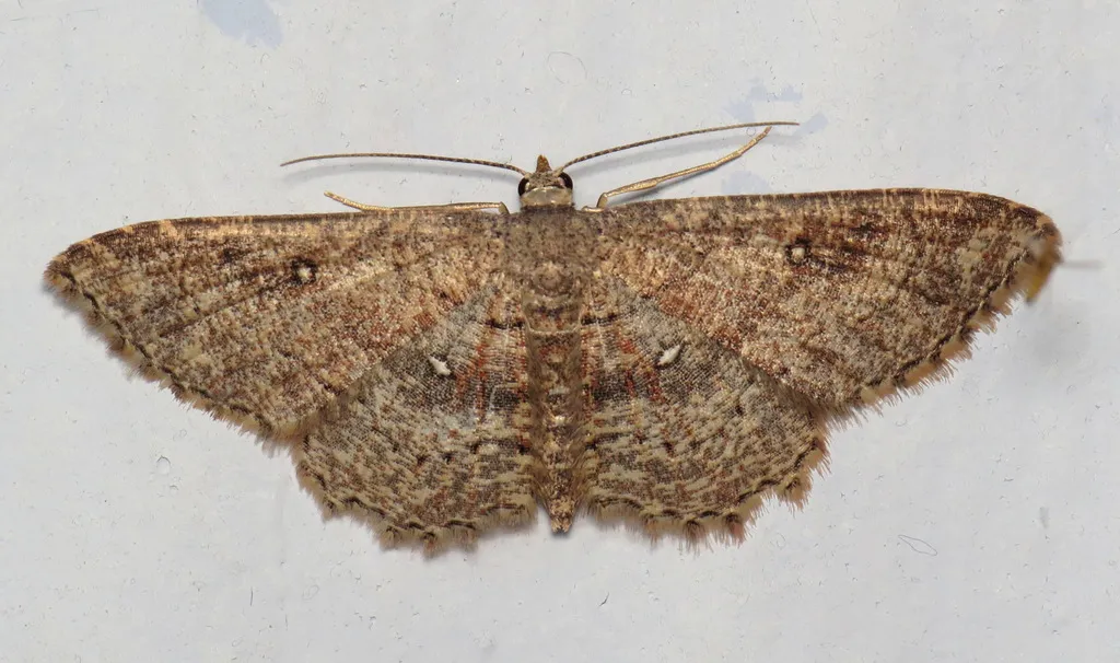Dwarf Tawny Wave - Hodges#7140 - photo 2