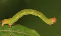 Sweetfern Geometer - Hodges#7139 - photo 2