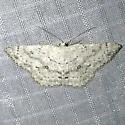 Sweetfern Geometer - Hodges#7139 - photo 4