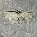 Sweetfern Geometer - Hodges#7139 - photo 5