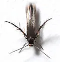 Cycloplasis immaculata - Hodges#2493.1