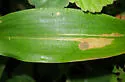 Cycloplasis panicifoliella - Hodges#2493