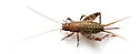 two-toothed scaly cricket