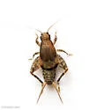 two-toothed scaly cricket - photo 2