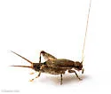 two-toothed scaly cricket - photo 3
