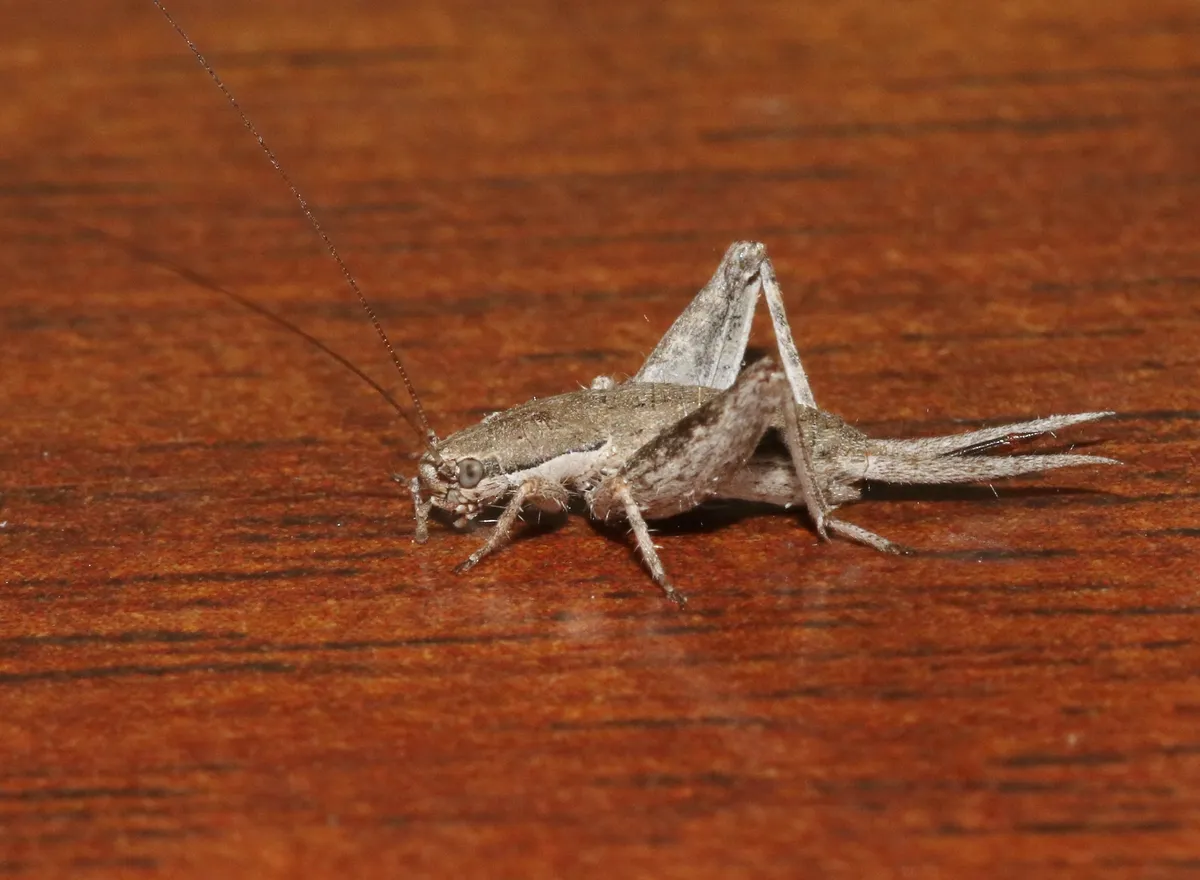 syncopated scaly cricket