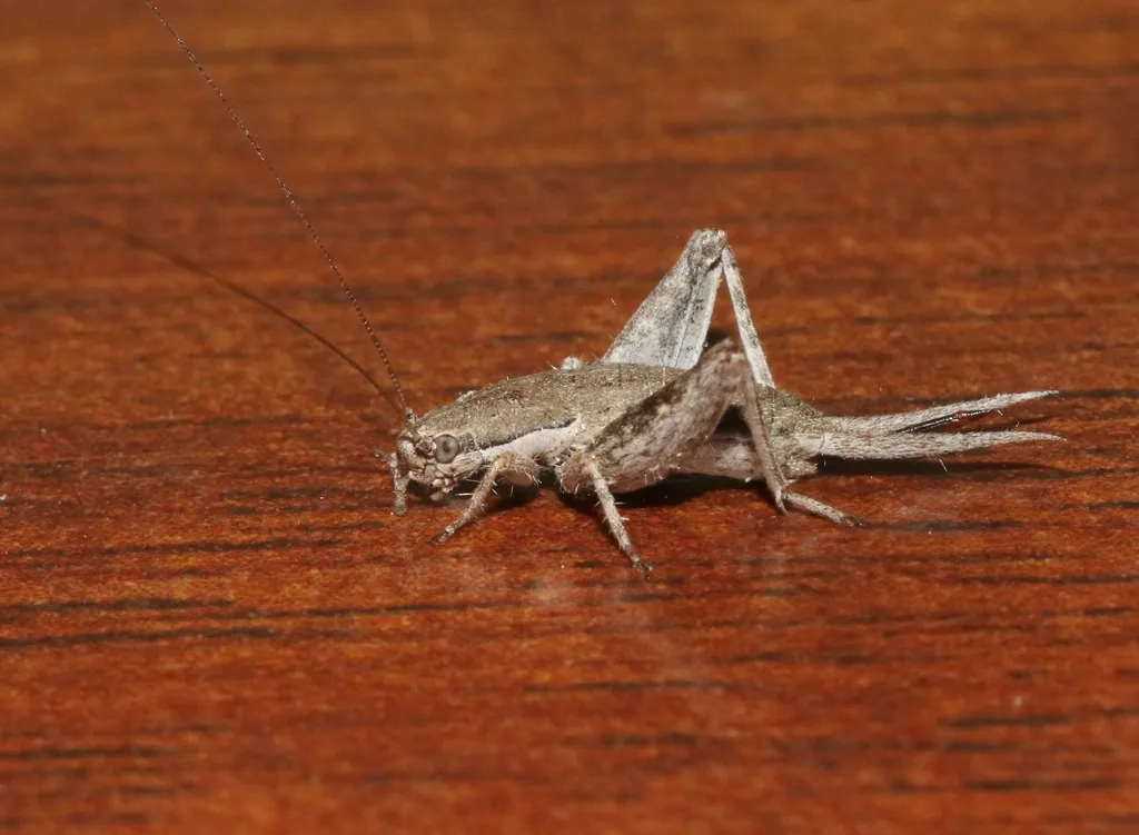 syncopated scaly cricket - photo 3