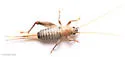 black-faced scaly cricket