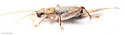 black-faced scaly cricket - photo 2