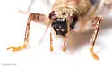 black-faced scaly cricket - photo 3