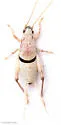 black-faced scaly cricket - photo 4