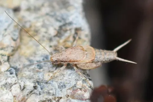 Reluctant Scaly Cricket