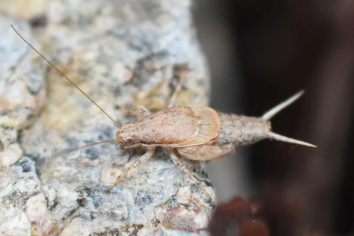 Reluctant Scaly Cricket - photo 3