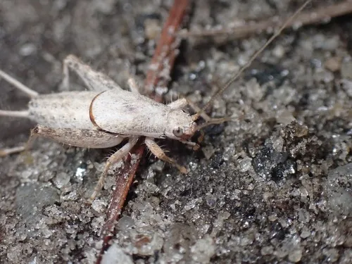 Slosson's scaly cricket - photo 2