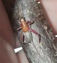 spectacular scaly cricket
