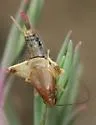 Scudder's Scaly Cricket