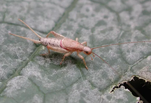 Forest Scaly Cricket