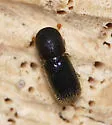 Cyclorhipidion pelliculosum