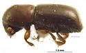 Cyclorhipidion pelliculosum - photo 2