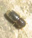 Cyclorhipidion pelliculosum - photo 4